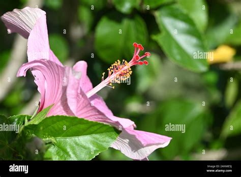 Flor De Maga Thespesia Grandiflora Flower Stock Photo Alamy