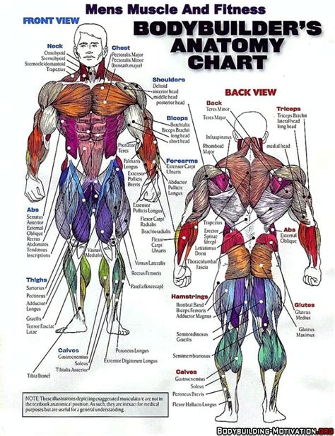 Free Printable Muscle Anatomy Charts