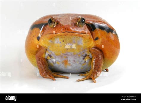 Tomato Frog Dyscophus Guineti Stock Photo Alamy