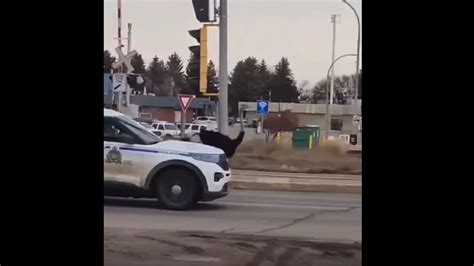 Au Canada des autruches en fuite donnent du fil à retordre aux