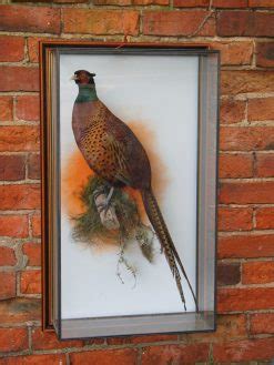 Pheasants Hanging Brace Uk Bird Small Mammal Taxidermist Mike Gadd