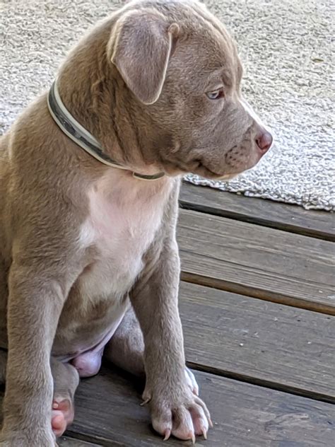 American Pit Bull Terrier Puppies For Sale Atlanta GA 304858