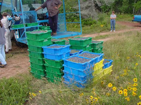 Harvesting Welcome To The Wild Blueberry Network Information Centre