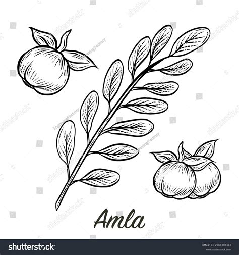 Amla Fruit Vector Illustration Over 484 Royalty Free Licensable Stock