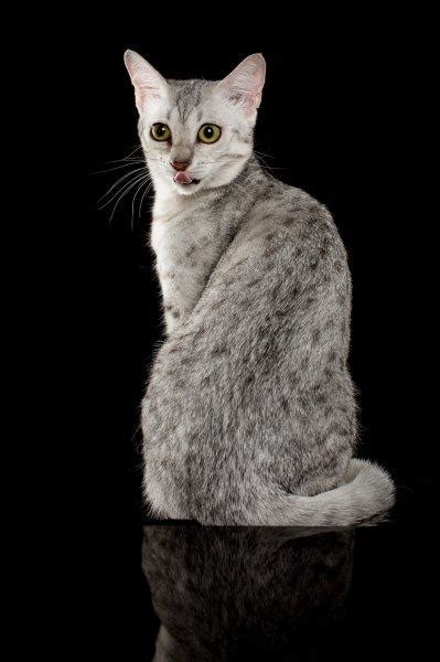 Cats Racial Breeders Cats Cats Egyptian Mau Cats Russian Blue