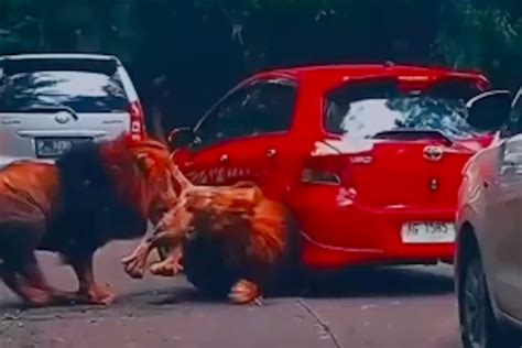 Viral Singa Tabrak Mobil Pengunjung Berikut Penjelasan Taman Safari