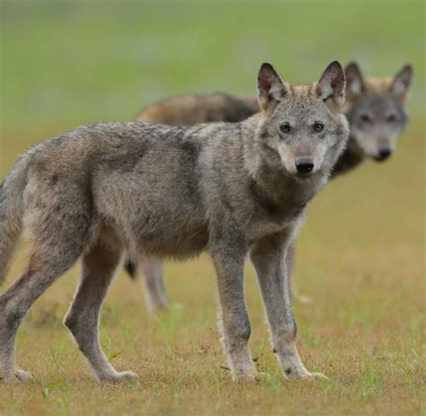 Bund Naturschutz Klagt Gegen Neue Bayerische Wolfsverordnung Welt