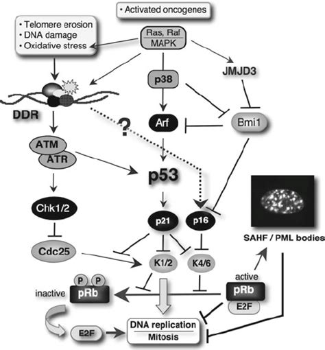 Molecular Pathways Leading To Senescence Associated Irreversible Cell