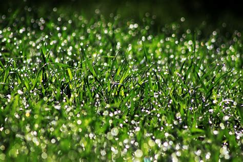 Kostenlose Foto Wasser Natur Gras Ast Fallen Tau Bokeh Pflanze