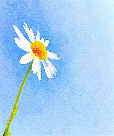 Watercolor Daisy