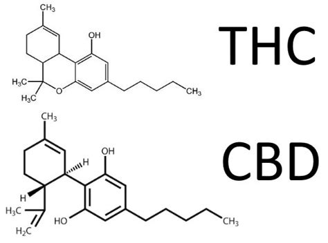 Différences Entre Le Cbd Cannabidiol Et Le Thc