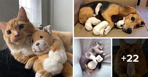 25 Adorable & Cute Animals Hugging Their Most Loved Toys