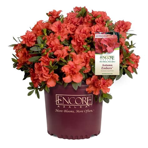 Autumn Royalty Encore Azalea | PlantAddicts.com