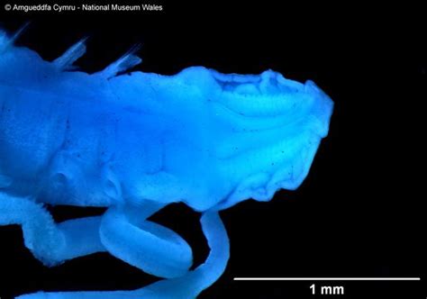 Species New To Science Shovelhead Worms From Around The World