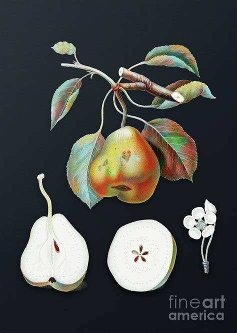 Vintage Pear Botanical Art On Dark Steel Gray N 0245 Mixed Media By