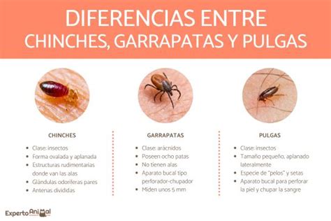 Diferencias Entre Chinches Garrapatas Y Pulgas