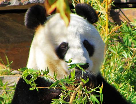 Adelaide Zoo Adelaide Roadtrippers