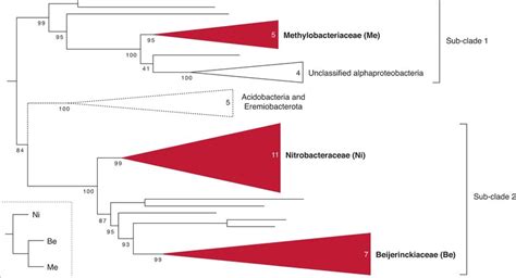 Evolutionary Relationship Of Alphaproteobacterial Hpnp Proteins Three