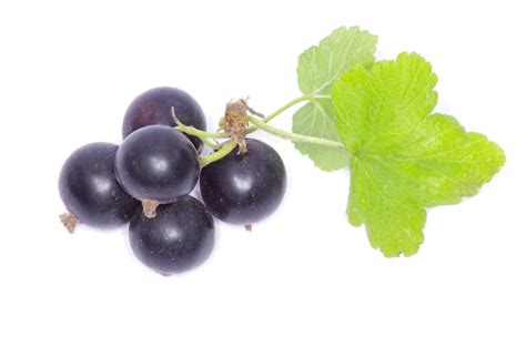 Premium Photo Branch Of Black Currant Fruits Isolated