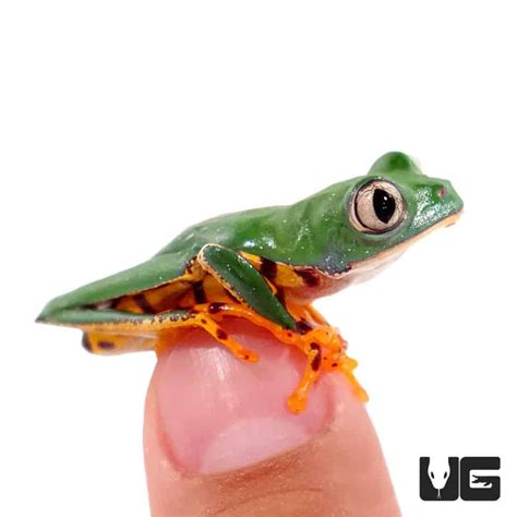 Lutino Red Eyed Tree Frogs For Sale Reptiles For Sale