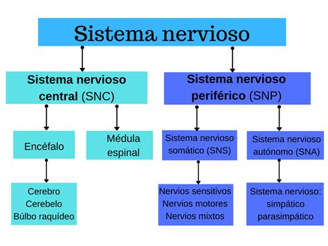 ᐈ MAPA MENTAL del SISTEMA NERVIOSO CeNtRaL y PeRiFéRiCo