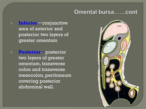 Ppt The Peritoneum Powerpoint Presentation Free Download Id1785134