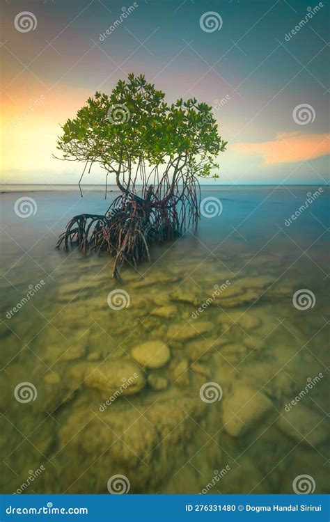 Mangroves Thrive On Shallow Shores Stock Photo Image Of Twilight