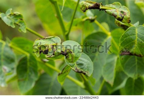 Walnut Anthracnose Walnut Black Spot Gnomonia Stock Photo 2248862443