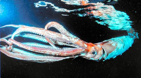 Divers Capture Rare Footage Of Giant Squid Off Coast Of Hyogo The