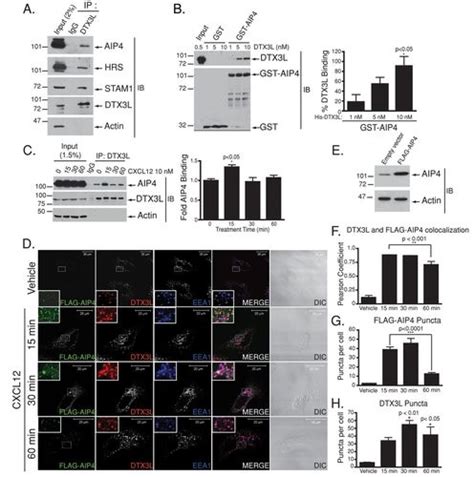 The Ubiquitin Ligase Deltex L Regulates Endosomal Sorting Of The G