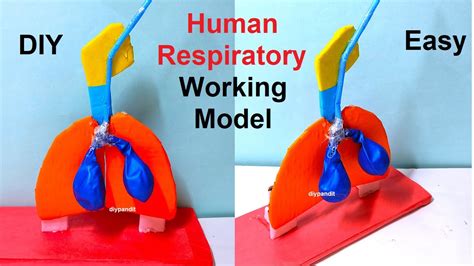 Human Respiratory System Working Model Lungs Simple For Science Fair Or Exhibition Diy