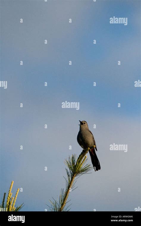 Gray Catbird Dumetella Carolinensis Singing Stock Photo Alamy