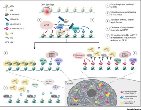 Histone Ubiquitination An Integrative Signaling Platform In Genome