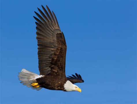 American Eagle Flying Side View
