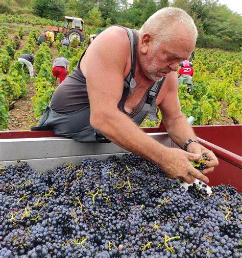 Quinci En Beaujolais Trier La Vendange Un Geste Indispensable Pour