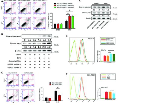 USP22 Regulates Cell Apoptosis And Intracellular ADR In BEL7402 And