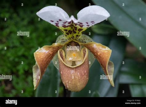 Kew Gardens Orchid Festival Stock Photo Alamy