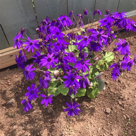 Pericallis X Hybrida Sunsenedibu Senetti Series Syn Pericallis