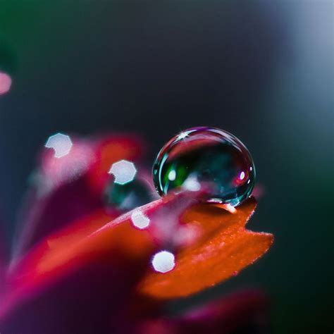 Raindrops Wallpapers - 4k, HD Raindrops Backgrounds on WallpaperBat