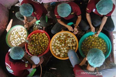 Produksi Sirup Buah Pala Antara News