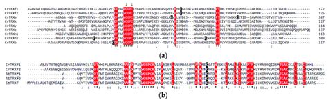 Multiple Sequence Alignment Of Plant Thioredoxins Trxs A Sequence