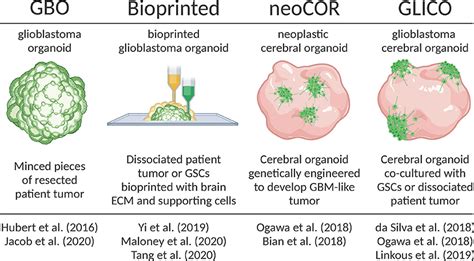 Frontiers Organoid Models Of Glioblastoma And Their Role In Drug