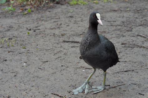 The Posing Coot Fulica Atra Foulque Macroule Eurasian Olivier