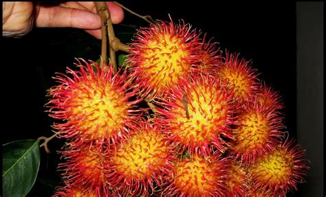 Sekilas Pandang Nama Buah Di Kelantan