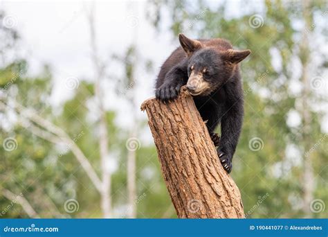 Baby Black Bear Playing in the Tree Stock Image - Image of cute, ursus: 190441077