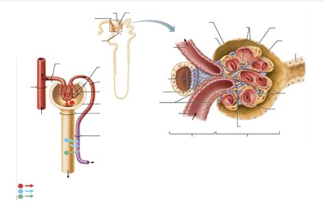 Renal Corpuscle Anatomy Diagram Quizlet