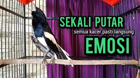 Kacer Gacor NGEPLONG TARUNG KONSLET Ngobra Ini Paling AMPUH Buat