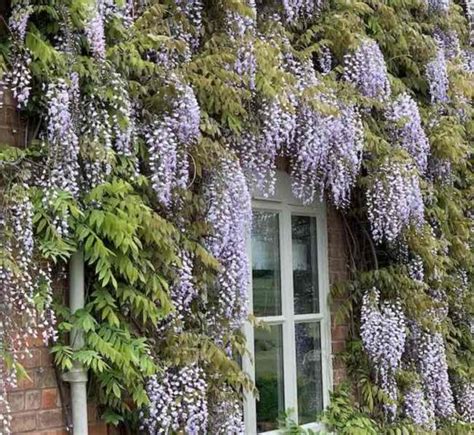 Growing Wisteria From Seed Pods GardenAdvice Co Uk