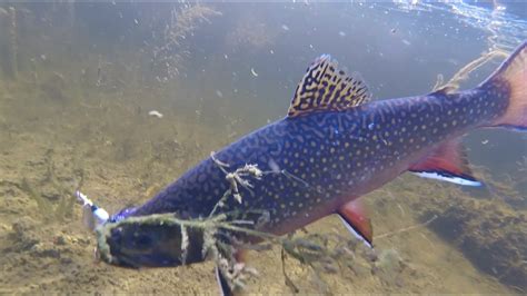 Big Brook Trout In Super Secluded Trout Springs Northern Wisconsin