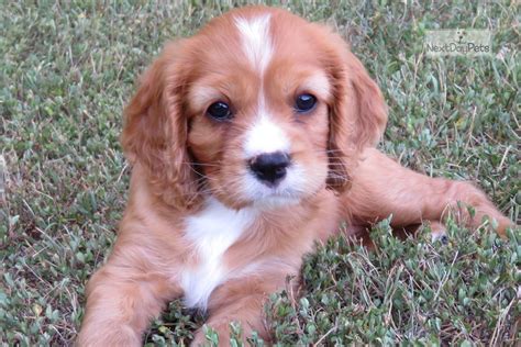 Cockalier Puppies for Sale from Reputable Dog Breeders